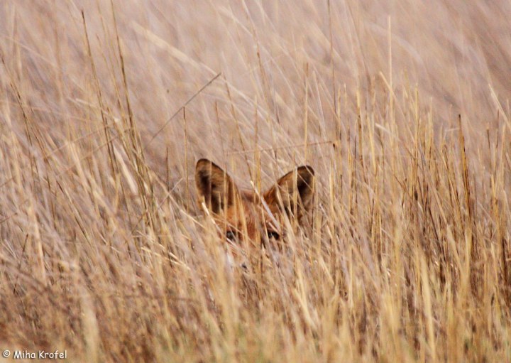 EYE ON PLAINFIELD: IM PRETTY SURE THATS A FOX IM LOOKING&nbsp;AT